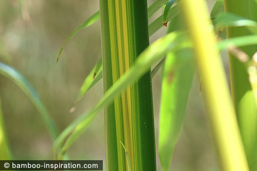 P. vivax huanvenzhu bamboo, green culm with random yellow stripes P. vivax huanvenzhu bamboo, green culm with random yellow stripes