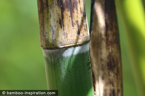 Green culm node with speckled sheath Phyllostachys vivax huanvenzhu green culm node with speckled sheath