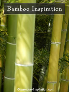Bamboo Poles Plants Bamboo Poles Plants