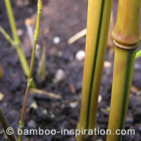 Pruning Bamboo by Removing Old Juvenile Canes