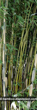 Pruning Old Culms from Bamboo Stand
