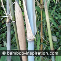 Old Bamboo Cane for Pruning