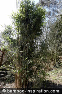 Pseudosasa bamboo clump Pseudosasa bamboo clump