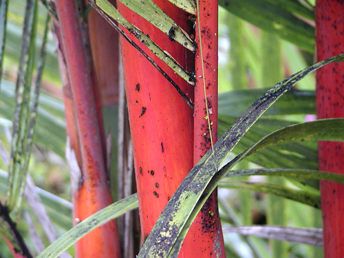 Bright red bamboo culms, ornamental red bamboo plant