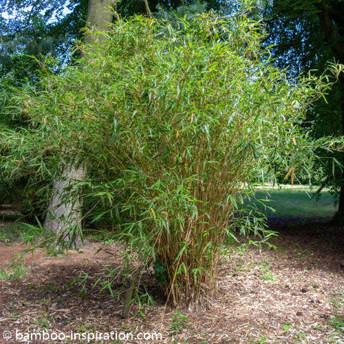 Semiarundinaria yashadake Kimmei - Narihira Bamboo