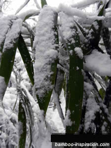 Bamboo Leaves Covered in Snow Bamboo Leaves Covered in Snow
