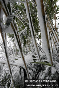 Snow and Ice on Bamboo Culms in Winter Snow and Ice on Bamboo Culms in Winter