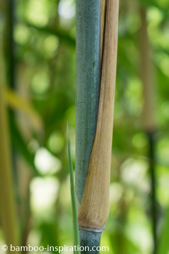 T. spathiflorus subsp. nepalensis Thamnocalamus spathiflorus subsp. nepalensis clumping bamboo