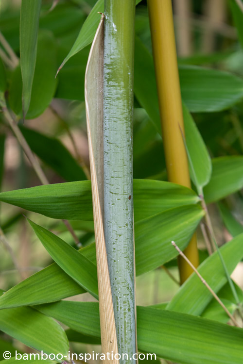 T. spathiflorus subsp. nepalensis Thamnocalamus spathiflorus subsp. nepalensis clumping bamboo