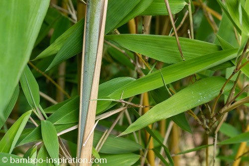 T. spathiflorus subsp. nepalensis Thamnocalamus spathiflorus subsp. nepalensis clumping bamboo