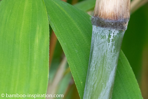 T. spathiflorus subsp. nepalensis Thamnocalamus spathiflorus subsp. nepalensis clumping bamboo