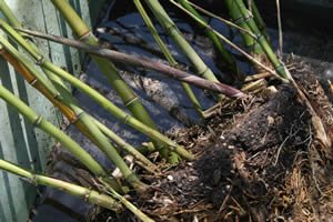 Container Bamboo Propagation
