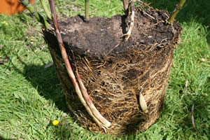 Container Bamboo Shoots