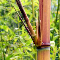Bamboo Inspirations Golden Crookstem Bamboo with Red Culm Tint Bamboo Inspirations Golden Crookstem Bamboo with Red Culm Tint
